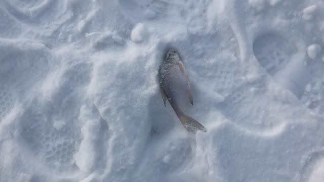 Рыбалка зимой 2020. Последняя в этом году смотреть онлайн