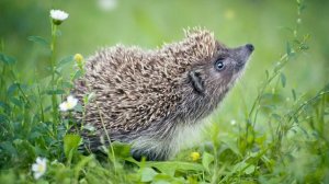 Зачем ежу иголки?