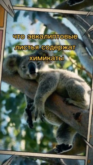 Куалы вечно на чиле #животные #факты #интересныефакты
