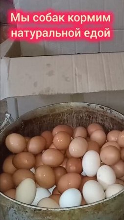 Яички или яйца? 🤔 Но как ни назови собаки их любят, а кушать хочется всегда и пора ставить прививки