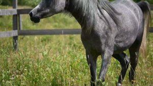 Арабская кобыла шоу класса на продажу.