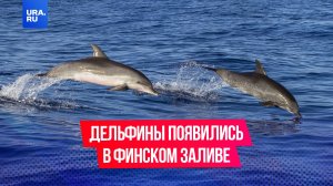 Дельфины вернулись в Финский залив впервые с XX века
