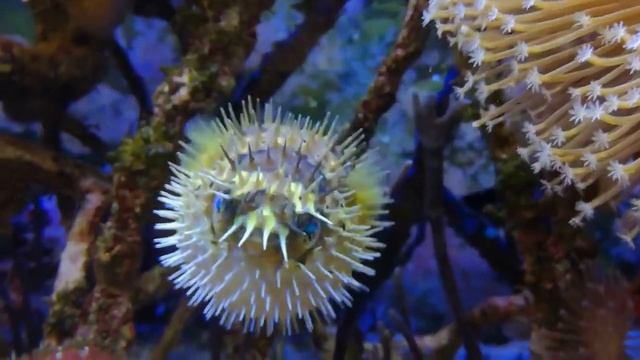 Это Представители Самых Колючих Животных в Мире. ТОП 10 смотреть онлайн