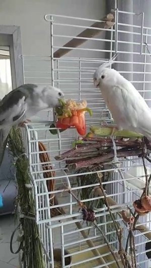 🦜 Обожают перчик🌶️
