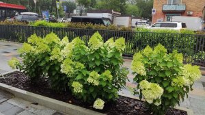 Дождь. Владивосток