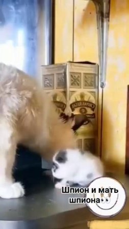 VID_20250723_225448_668.mp4