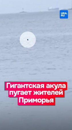 Гигантскую акулу заметили в акватории Владивостока возле туристического Токаревского маяка