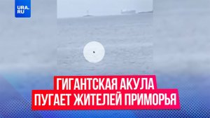 Гигантскую акулу заметили в акватории Владивостока возле туристического Токаревского маяка