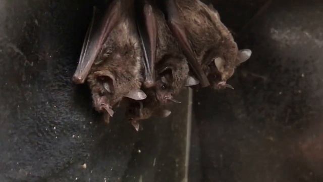 10 Очковых Представителей Животного Мира смотреть онлайн