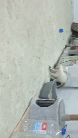 кот взбесился