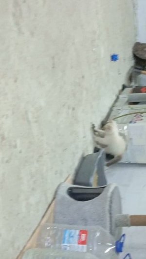 кот взбесился