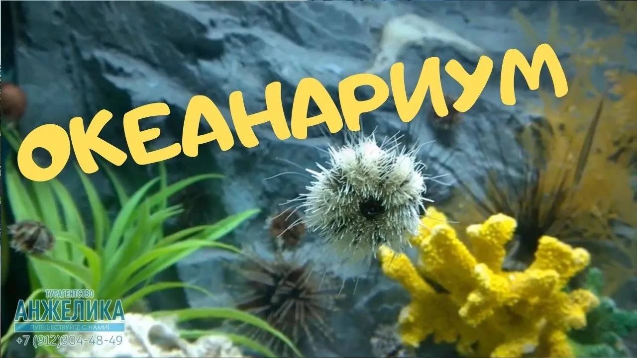 Океанариум Vinpearl смотреть онлайн