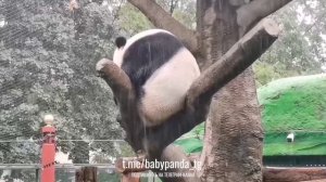 🐼 Дождливая медитация от панды Жуи 🌧