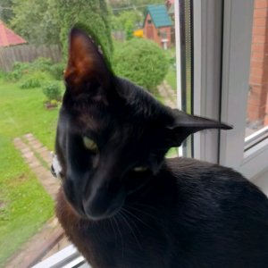 котик мотик