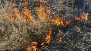 Углегорск Медвежье тушение поля 22.07