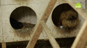 Как приучить курицу нести яйца в отведённом месте. Два способа