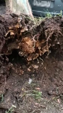 🌳Последствия непогоды на Шипиловской — дерево рухнуло сразу на несколько автомобилей🌳