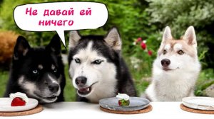 Собаки — вегетарианцы! Хаски любят ягоды и фрукты! Смешное видео с собаками