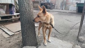 Оранжевый пёс