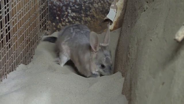 10 Сумчатых Животных смотреть онлайн