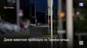 Дикое животное пробежало по Тюмени ночью