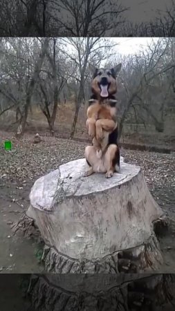 Вольф