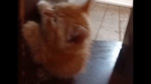 Американский бульдог Jerr и котёнок Барсик