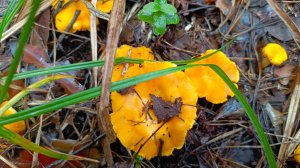 Море грибов Лисичек в Подмосковье.