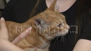 Спасение котёнка, застрявшего в вентиляционной шахте, обернулось угрозой отключения дома от газа