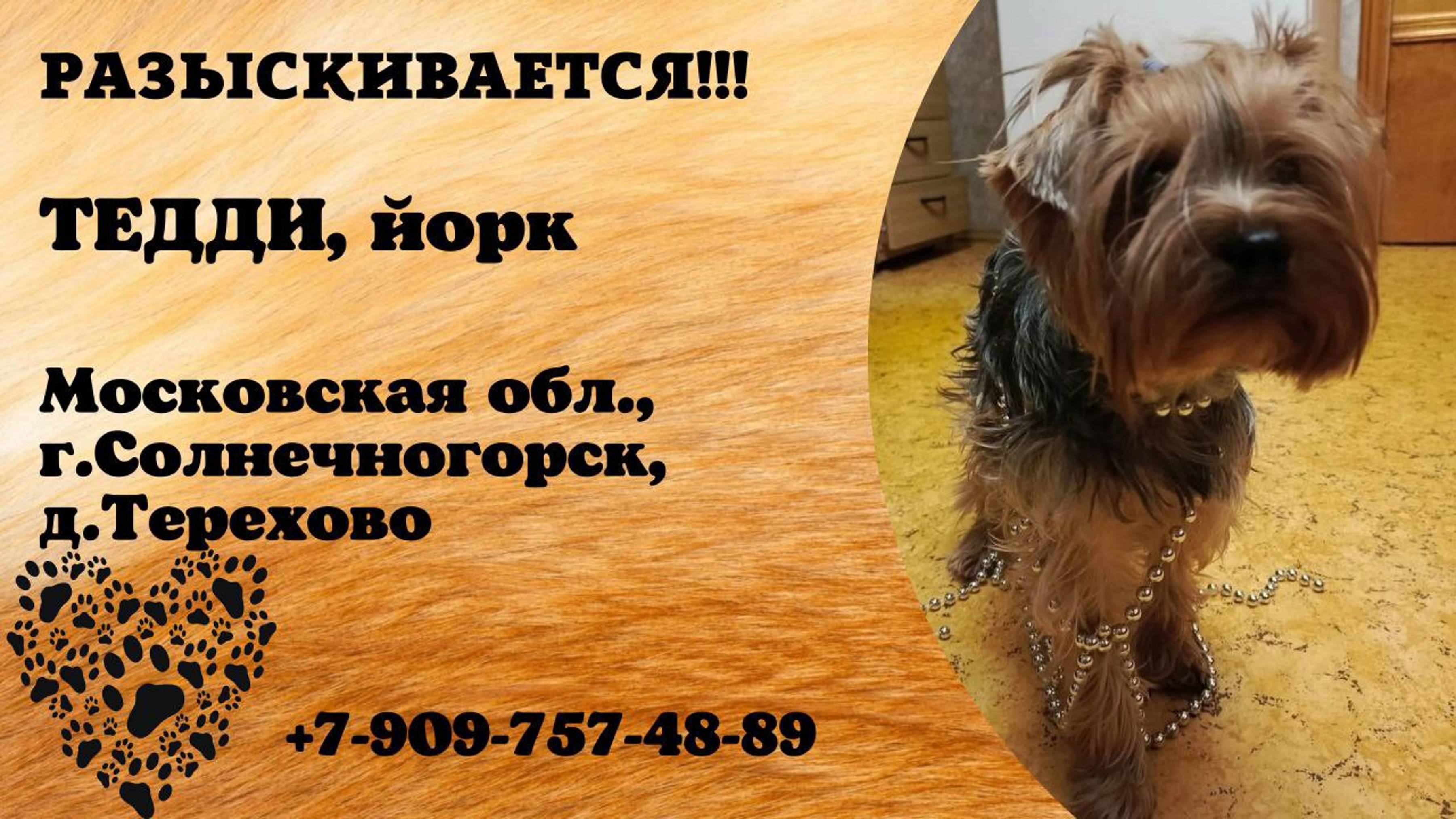 Пропала собака! ТЕДДИ. Йорк. Московская обл, г. Солнечногорск, д. Терехово
