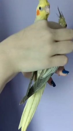 Птенцы 🐣 все выкормлена родителями, приручены человеком. Ежедневными занятиями с моей дочерью Злато