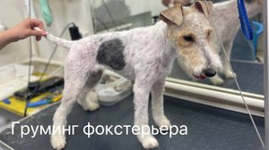 Тримминг фокстерьера в Зоосалоне #тримминг #фокстерьер #собаки