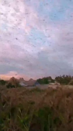 Саранча в Запорожской области.
