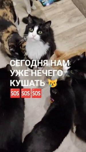 ЧЕЛОВЕК ПОМОГИ ХВОСТИКАМ 🆘 НАМ НЕЧЕГО КУШАТЬ 😿

37 + ЖИЗНЕЙ

🙏🙏🙏

89114334051

Сбер / Тинькофф