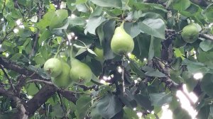 Висит груша 🍐 нельзя скушать?