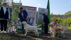 24.05.2025, СПб. Клуб "Элита" (РКФ, ОАНКОО). Выставка собак САС 8 группы FCI