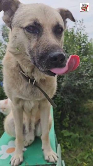 У Баксика перерыв на обед 🌞🍓🫛🍒🐶