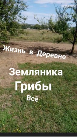 Жизнь в Деревне уничтожение луг пастбища теперь поле везде 🤪всё продано...