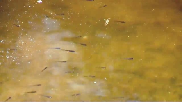 Самые Заботливые Отцы в Мире Животных смотреть онлайн