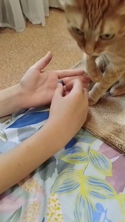 ТГК:Симбочка милочка🐱😸😻. Поддержи нас,ссылка наших донатов в шапке профиля