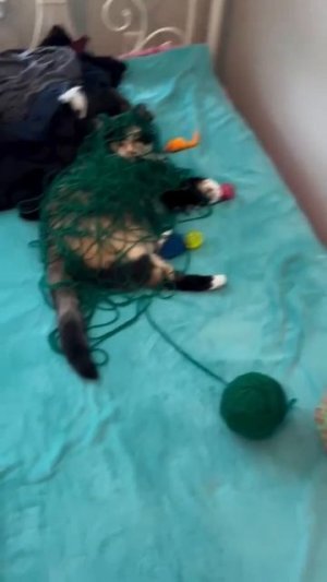 Котика привлекло вязание,но сначала необходимо разобраться с нитками ❤️💖😻🥰😉