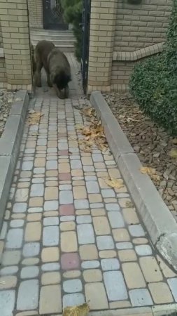 Тяжело быть послушным когда хочется гулять🤣😂