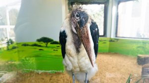 Африканские марабу поселились в Московском зоопарке