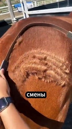 Лошадиная стрижка — зачем это нужно? #лошади #уход #спорт #shorts #животные #интересныефакты