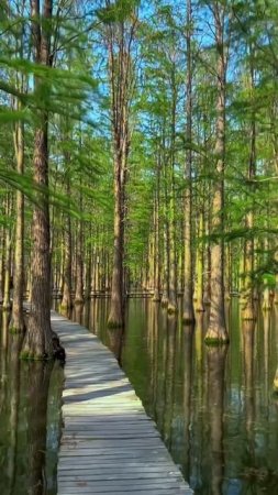 Водный лесной парк Личжун, Китай