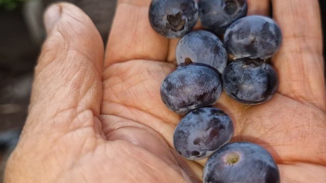 яСобираю первый урожай смотреть онлайн