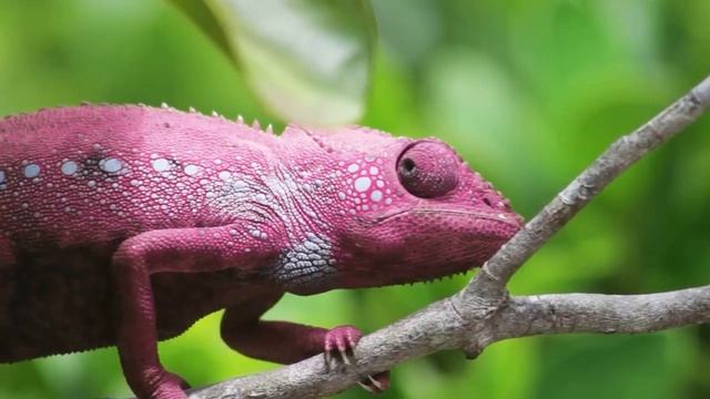 Кожа у Этих Животных Очень Необычная смотреть онлайн