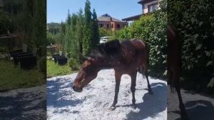 WhatsApp Video 2025-07-23 at 10.25.22