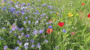 Миг детства