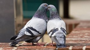 Голуби целуются на крыше.